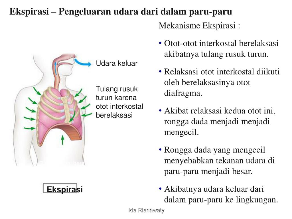 Otot diafragma berkontraksi, rongga dada membesar, tekanan udara di rongga dada mengecil, berdasarka