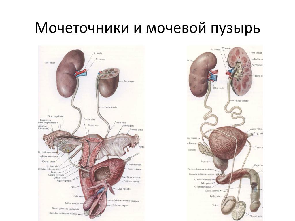 Мочеполовая система у женщин. Мочеточник и мочевой пузырь строение анатомия. Мочеточникимочевоц пузырь.