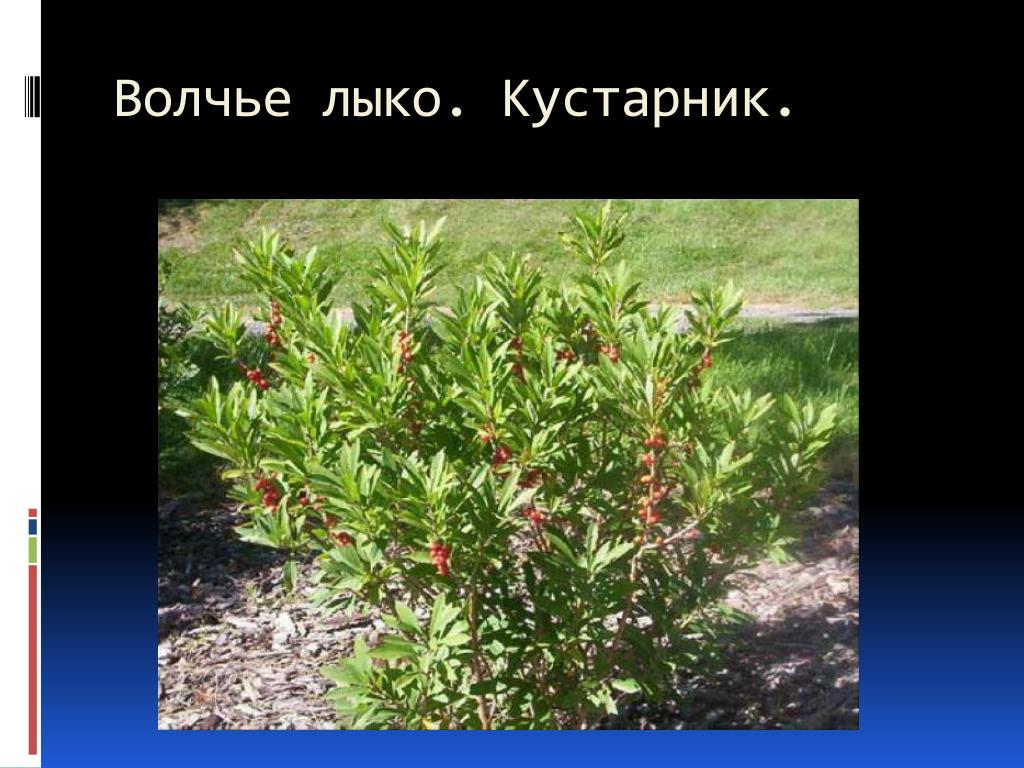 Волчье лыко окружающий мир 2 класс Волчье лыко окружающий мир 2 класс