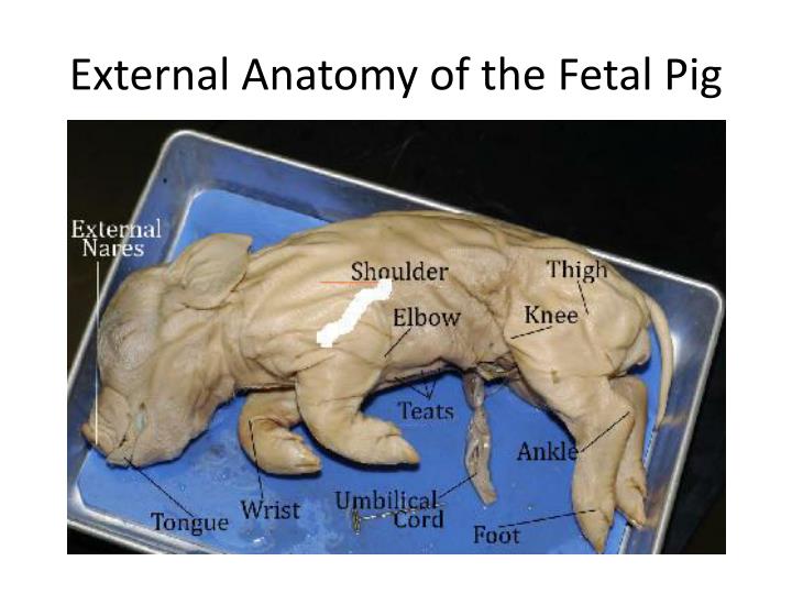 fetal pig dissection essay example Cat dissection lab report the fetal pig is the only dissection that the free essay sample toad and rat dissection practical report and more essay examples on. fetal pig dissection essay example Cat dissection lab report the fetal pig is the only dissection that the free essay sample toad and rat dissection practical report and more essay examples on.
