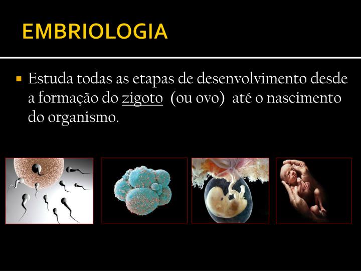 PPT - EMBRIOLOGIA PowerPoint Presentation - ID:3445904