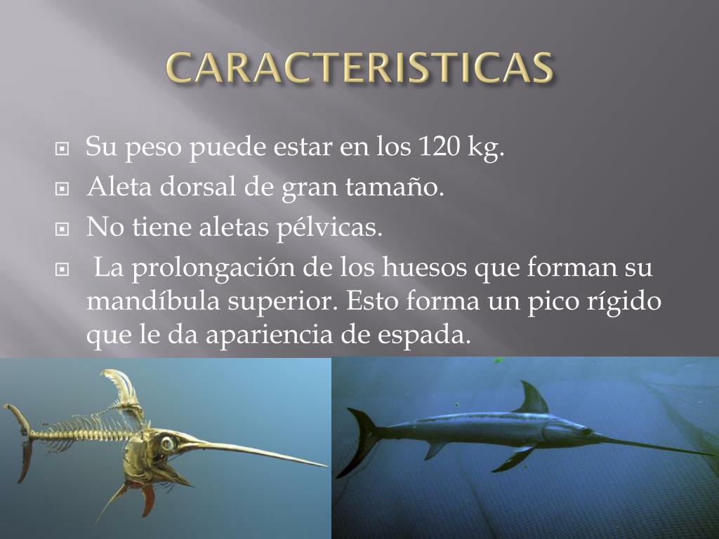 PPT - El pez espada PowerPoint Presentation, free download - ID:3446217
