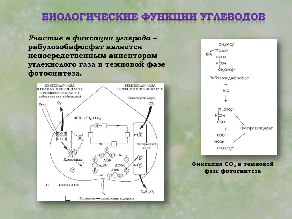 Углекислый газ в темновой фазе фотосинтеза. Фазы фотосинтеза таблица 10 класс. Фиксация углекислого газа в Темновой фазе. Фазы фотосинтеза схема. Схема фиксации углерода.