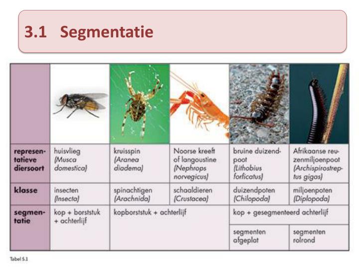 PPT - CLASSIFICEREN VAN DIEREN PowerPoint Presentation - ID:3447534