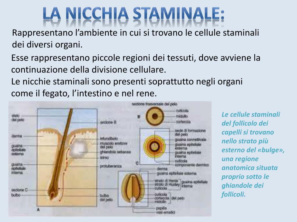 PPT - LE CELLULE STAMINALI PowerPoint Presentation, free download -  ID:3448990