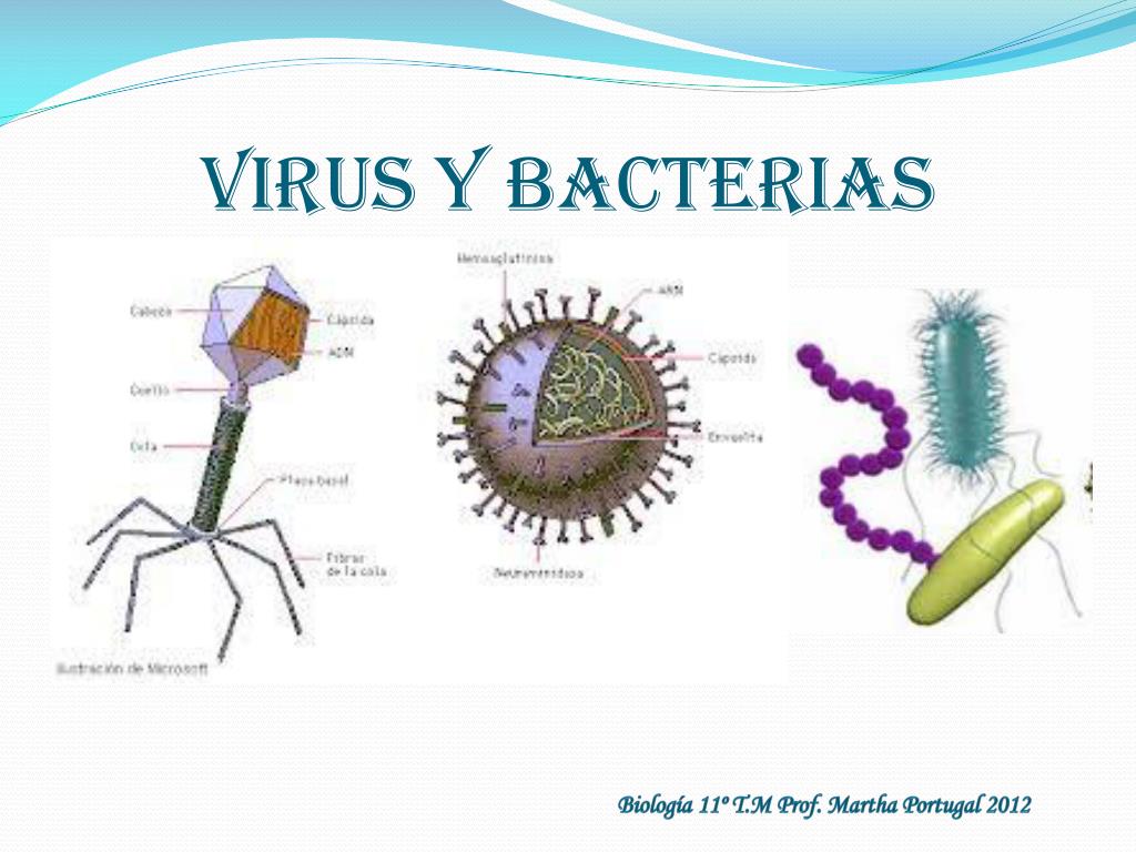 PPT - Virus y bacterias PowerPoint Presentation, free download - ID:3451539