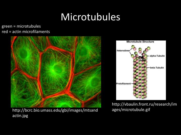 PPT - Microtubules PowerPoint Presentation, Free Download - ID:3453119