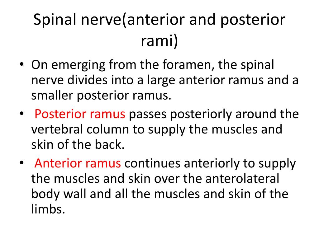 Posterior Ramus Innervation PPT - WINDSOR UNIVERSITY SCHOOL OF MEDICINE St.Kitts PowerPoint ...