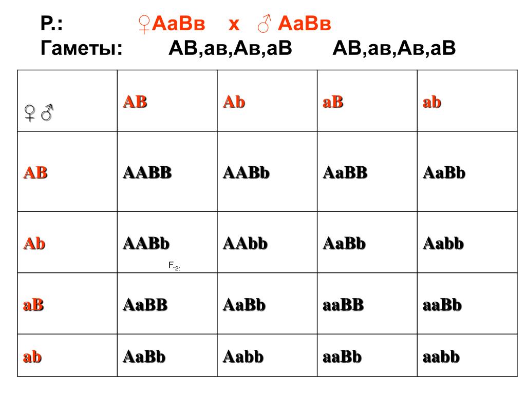 Сколько типов гамет образуется с генотипом aabb. AABB гаметы. AABB AABB генотип. Типы гамет AABB. ААВВ*ААВВ гаметы.