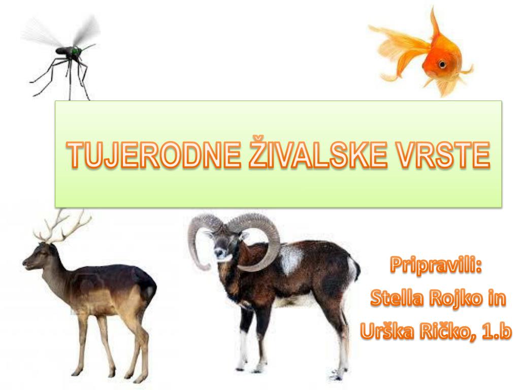 PPT - TUJERODNE ŽIVALSKE VRSTE PowerPoint Presentation, free download -  ID:3456020