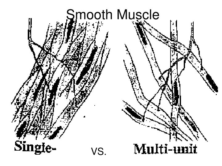 PPT - Smooth muscle & Contraction of Smooth muscle PowerPoint