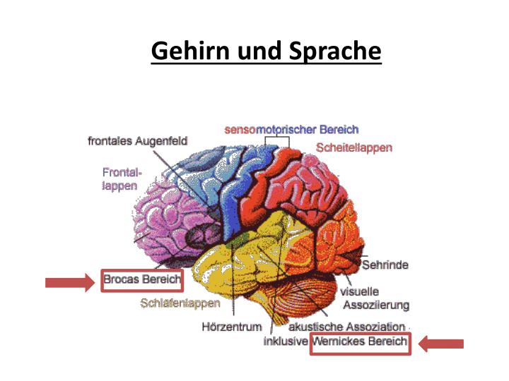 Wo Liegt Das Sprachzentrum Im Gehirn www.slideserve.com