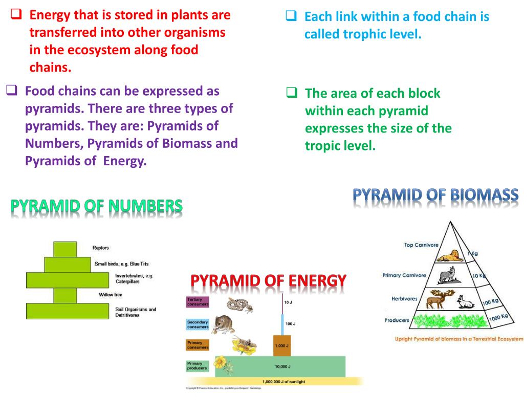 Deforestation PowerPoint Presentation, free download Biology Diagrams