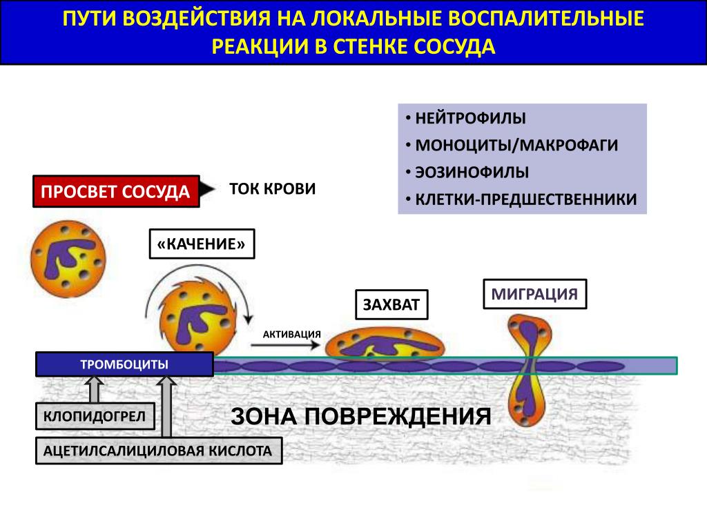 Клетки предшественники макрофагов