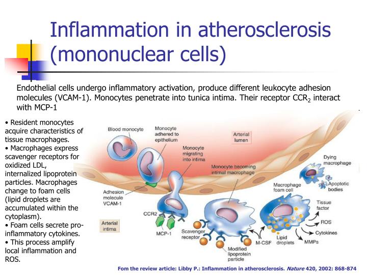role of inflammation in atherosclerosis role of inflammation in atherosclerosis