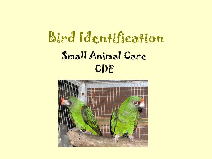 bird identification n.
