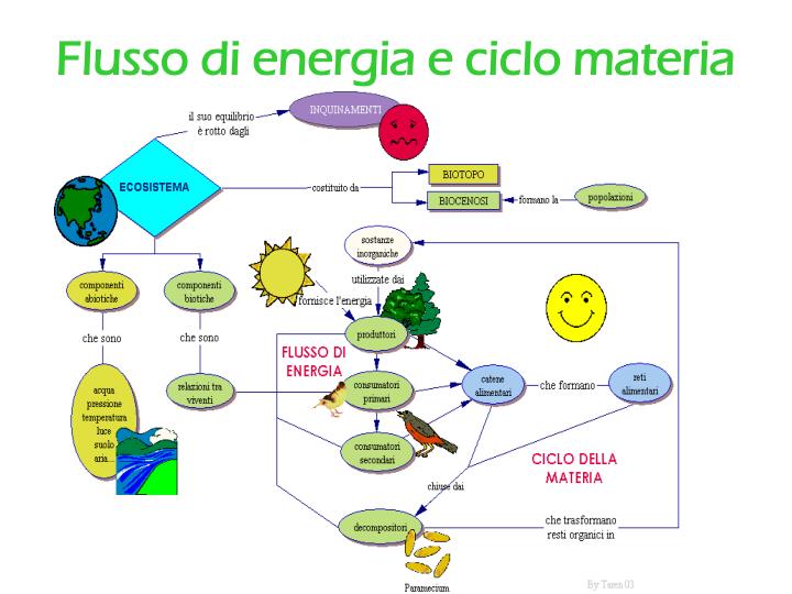 PPT Flusso di energia e ciclo materia PowerPoint Presentation, free