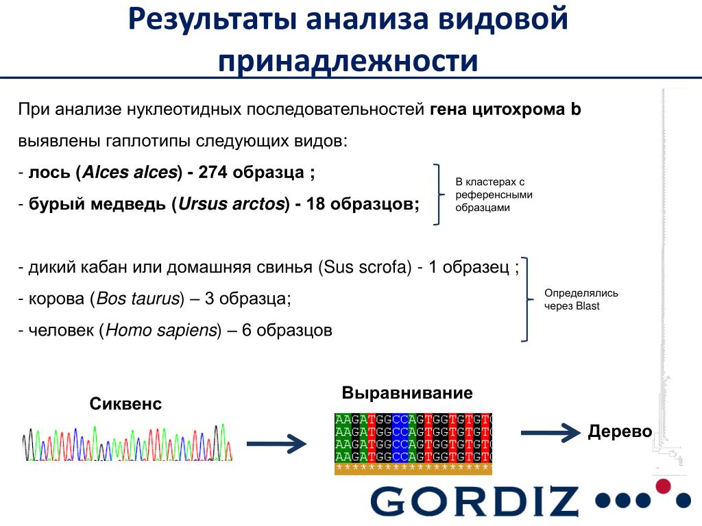 Изменение нуклеотидной последовательности. Анализ нуклеотидных последовательностей. Нуклеотидные последовательности генов. Компьютерный анализ нуклеотидных последовательностей. Нуклеотидная последовательность пример.