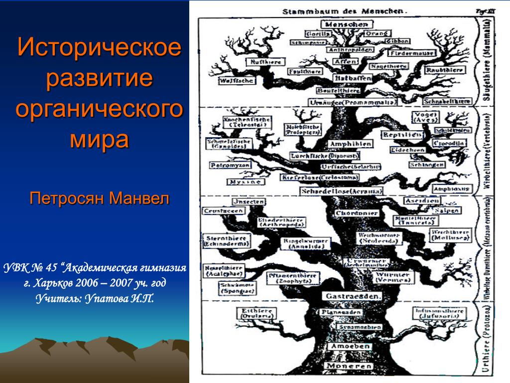 История развития эволюции презентация