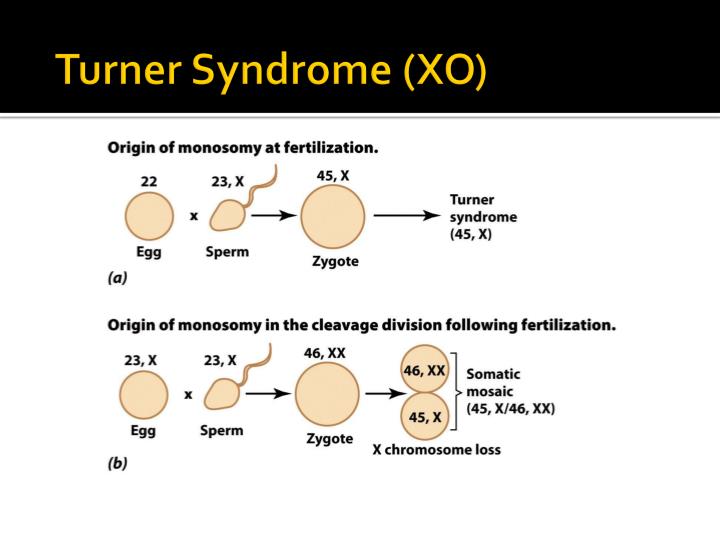Ppt Chapter 6 Variation In Chromosome Structure And Number Powerpoint