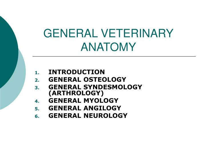 general veterinary anatomy n.