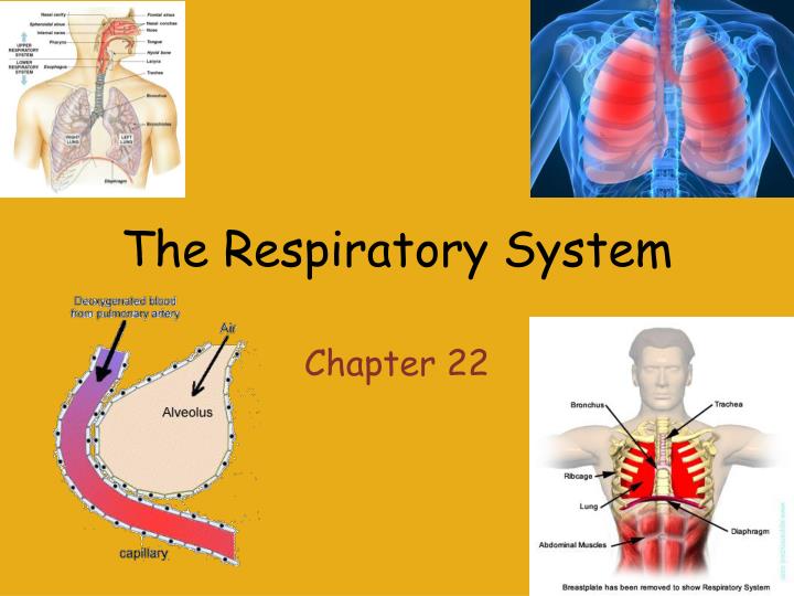 PPT The Respiratory System PowerPoint Presentation, free download