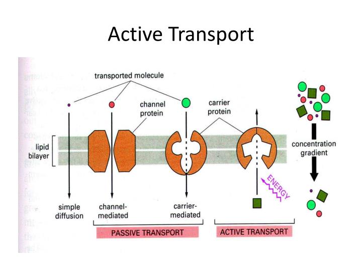 download active transportation