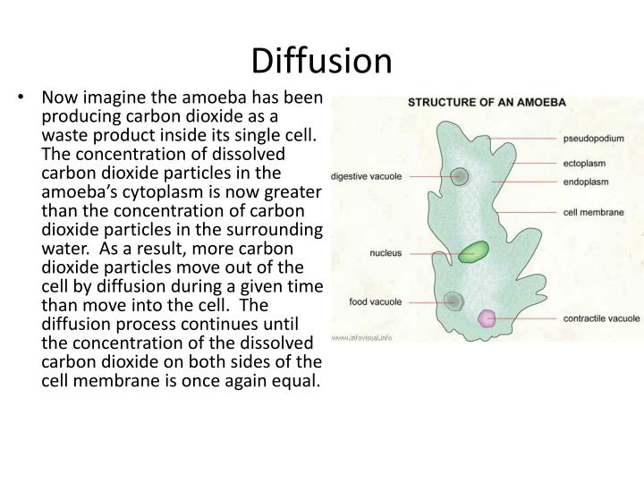 Why Is The Cell Membrane Called Gatekeeper Of The Cell? – RIKCXQ