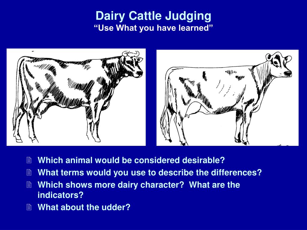 PPT Dairy Judging Training PowerPoint Presentation, free download