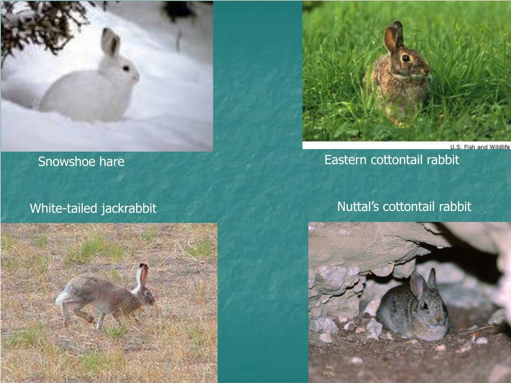 PPT Tularemia in wild rodents and lagomorphs in Canada PowerPoint