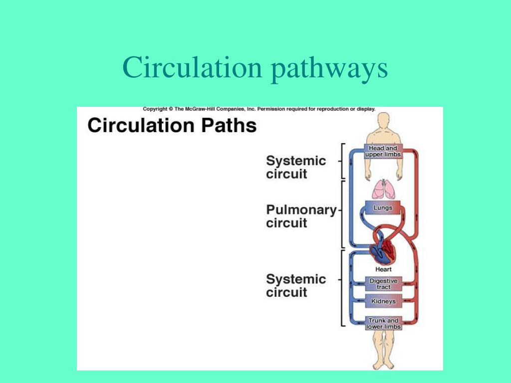 Blood Vessels of the Cardiovascular System PowerPoint ... Biology Diagrams