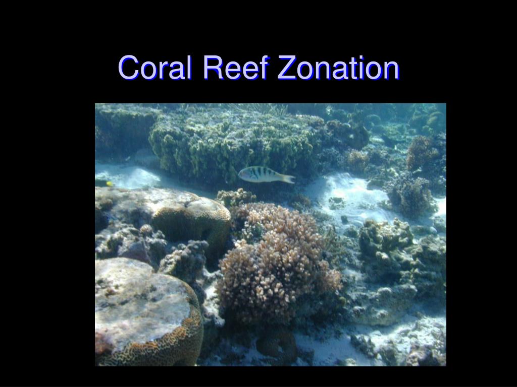 PPT Coral Reef Zonation PowerPoint Presentation, free download ID