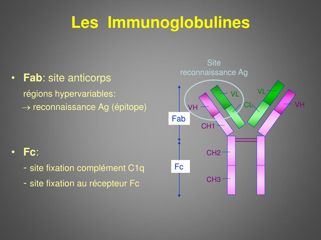 Aspect De Restriction D'hétérogénéité Des Gamma Globulines PPT - Les atteintes rénales des Gammapathies monoclonales PowerPoint
