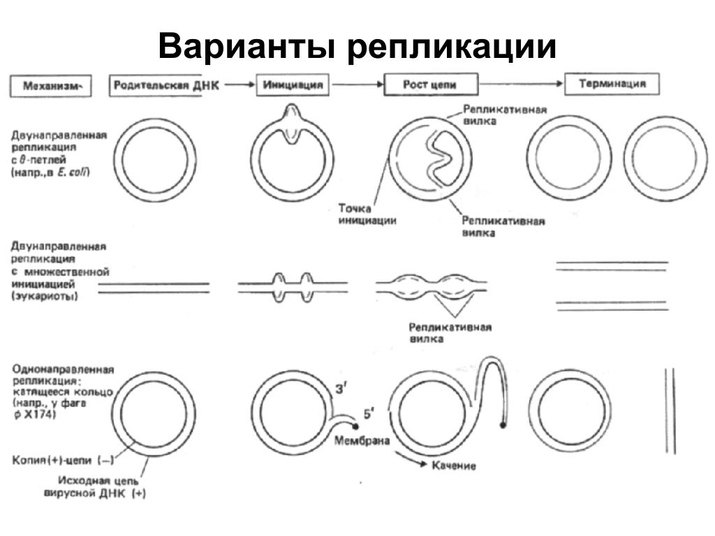 3 этапа репликации. Тета репликация бактерий. Терминация репликации ДНК схема. Типы репликация ДНК эукариот. Типы репликации у прокариот.
