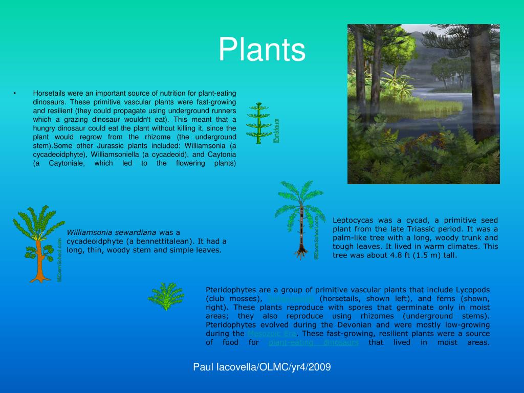 PPT - The Jurassic Period BY Paul Iacovella PowerPoint Presentation ...