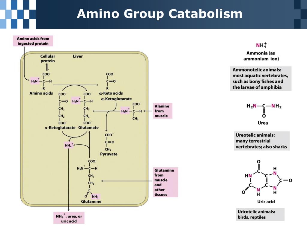 PPT Chapter 18 Amino Acid Oxidation and The Production of Urea