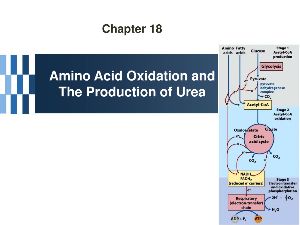PPT Chapter 18 Amino Acid Oxidation and The Production of Urea
