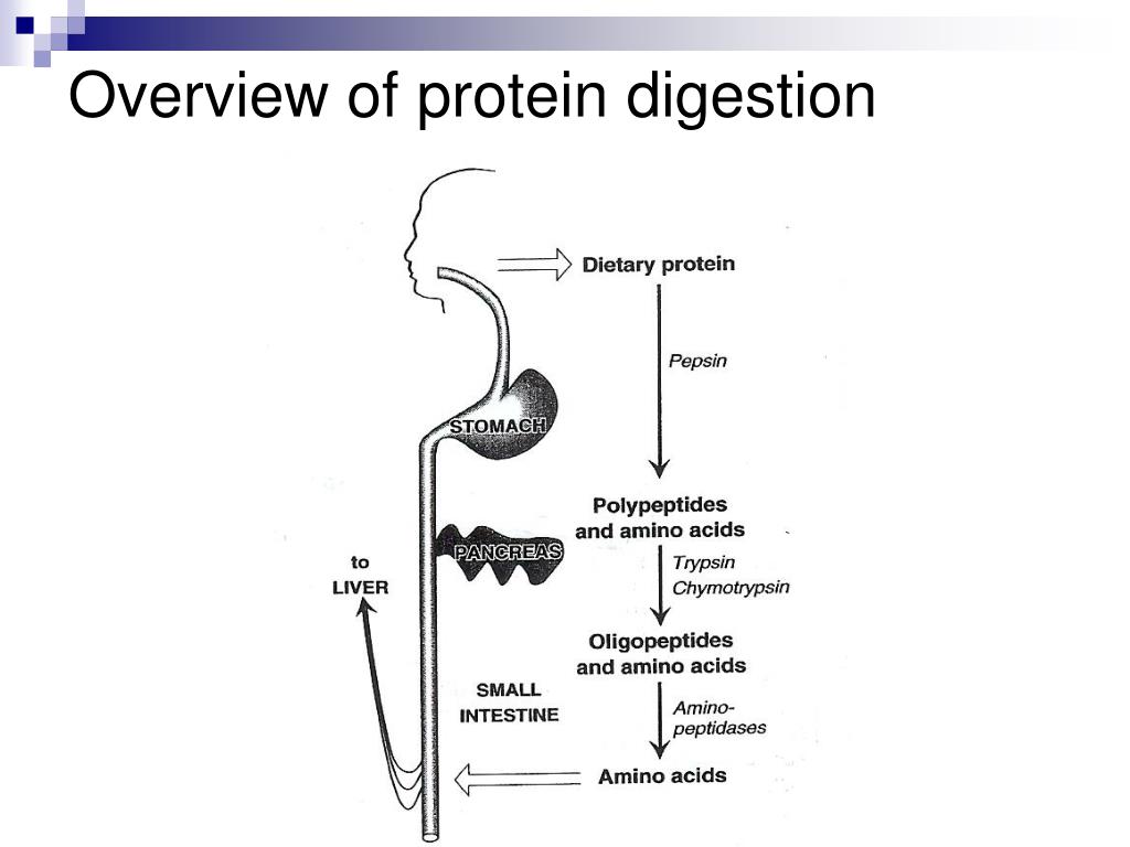 PPT Proteins PowerPoint Presentation, free download ID3486520