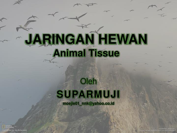  PPT  JARINGAN  HEWAN  Animal Tissue PowerPoint Presentation  
