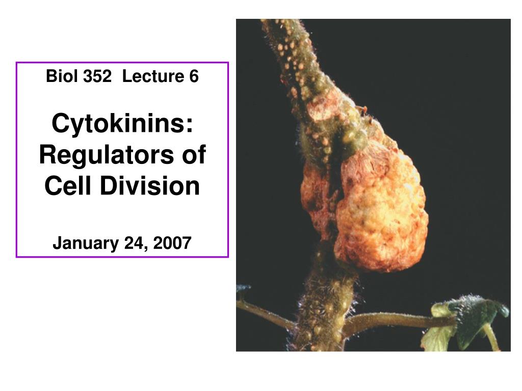 Biol 352 Lecture 6 Cytokinins: Regulators of Cell Division ... Biology Diagrams