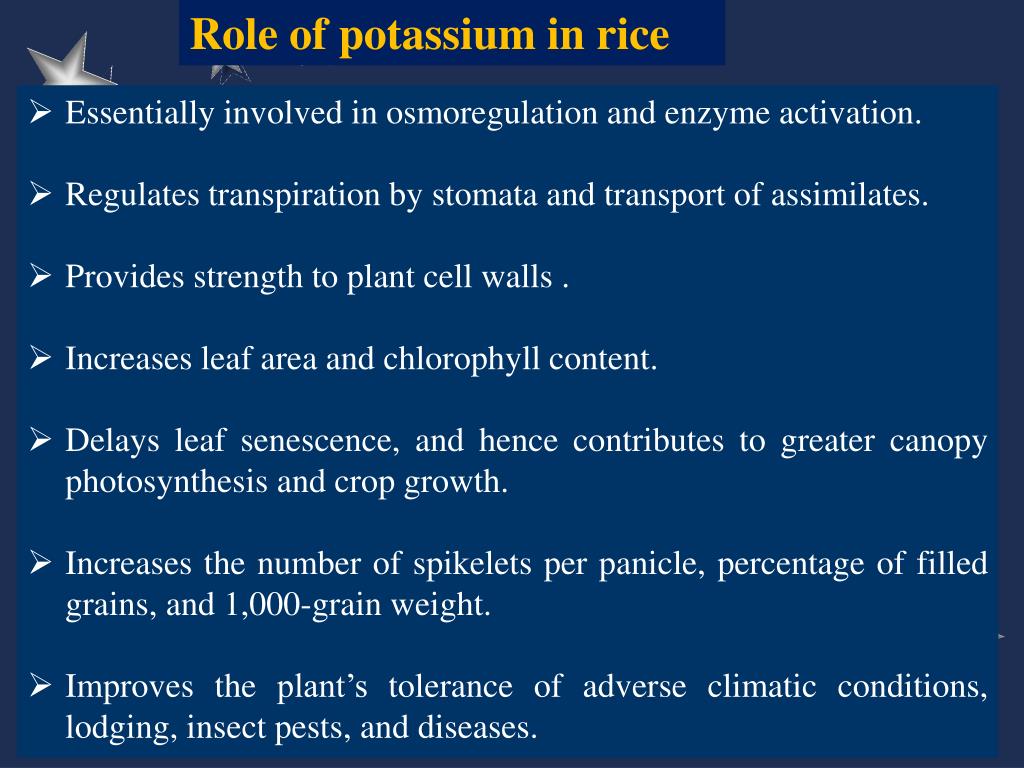 PPT - RLO 4 Lesson: Role and deficiency symptoms of potassium (K) in ...