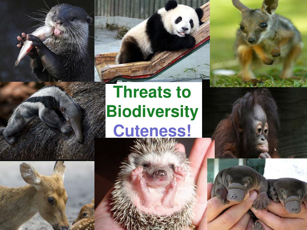 PPT - Biodiversity PowerPoint Presentation, free download - ID:3491282