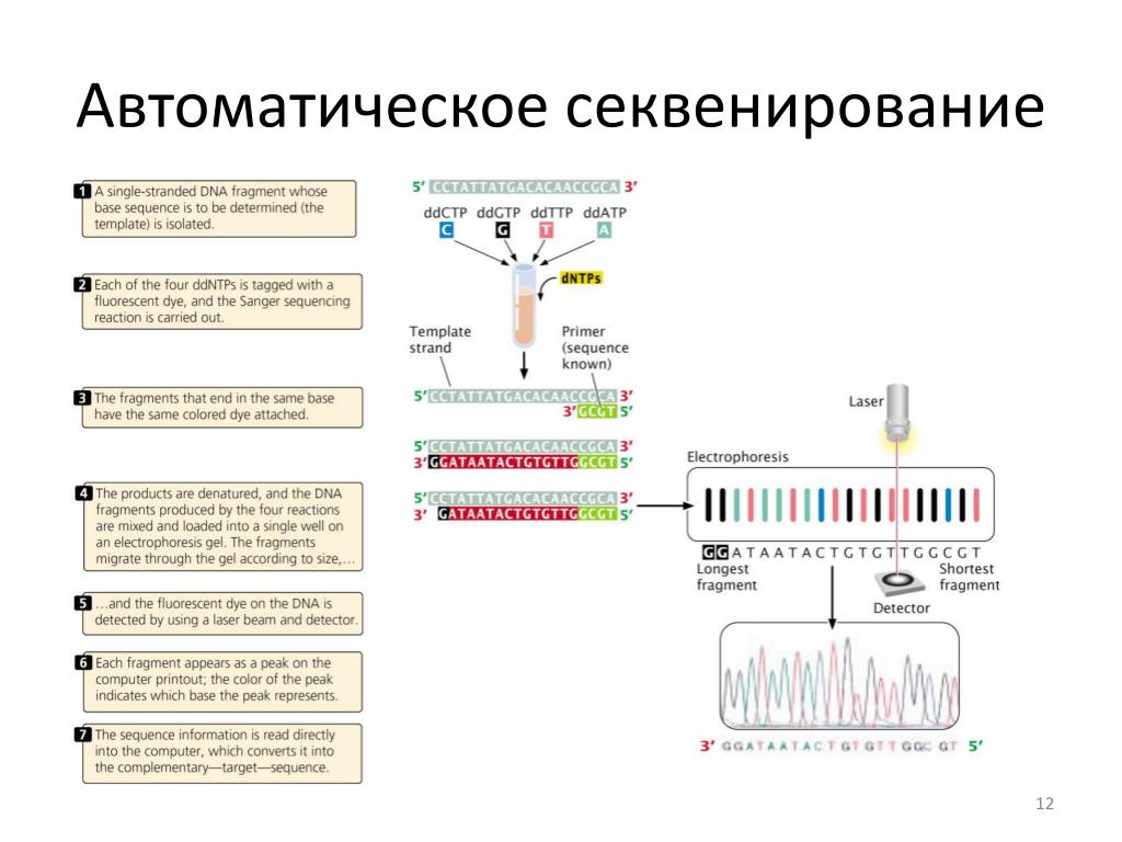 Секвенирование нуклеотидов. Секвенирование метод Сэнгера. Секвенирование ДНК этапы. «Плюс-минус» метод секвенирования ДНК. Секвенирование геномной ДНК.