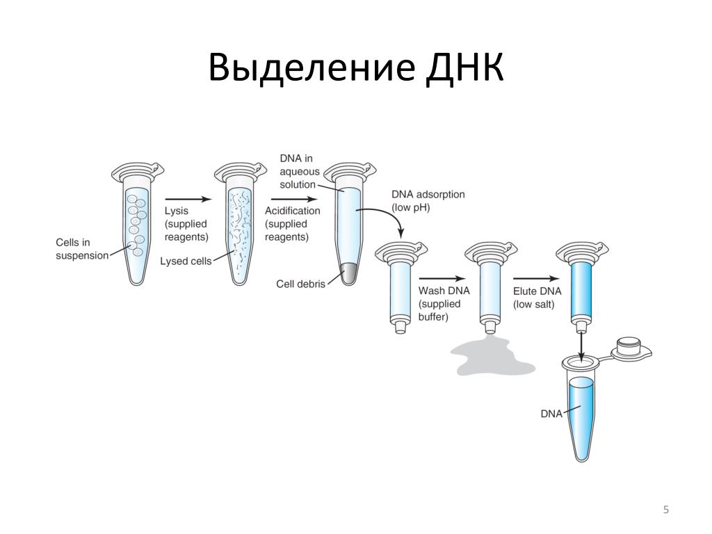 Процесс выделения днк. Фенол-хлороформный метод выделения ДНК. Этапы выделения ДНК. Выделение ДНК схема. Методы выделения ДНК из биологического материала.