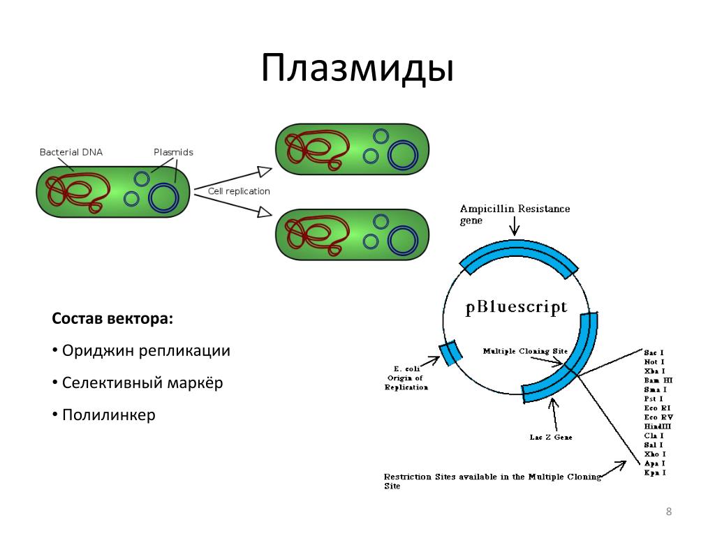 Примеры плазмид. Строение плазмид бактерий. Строение бактерии плазмида. Структура плазмид бактерий. Плазмида схема бактерии.