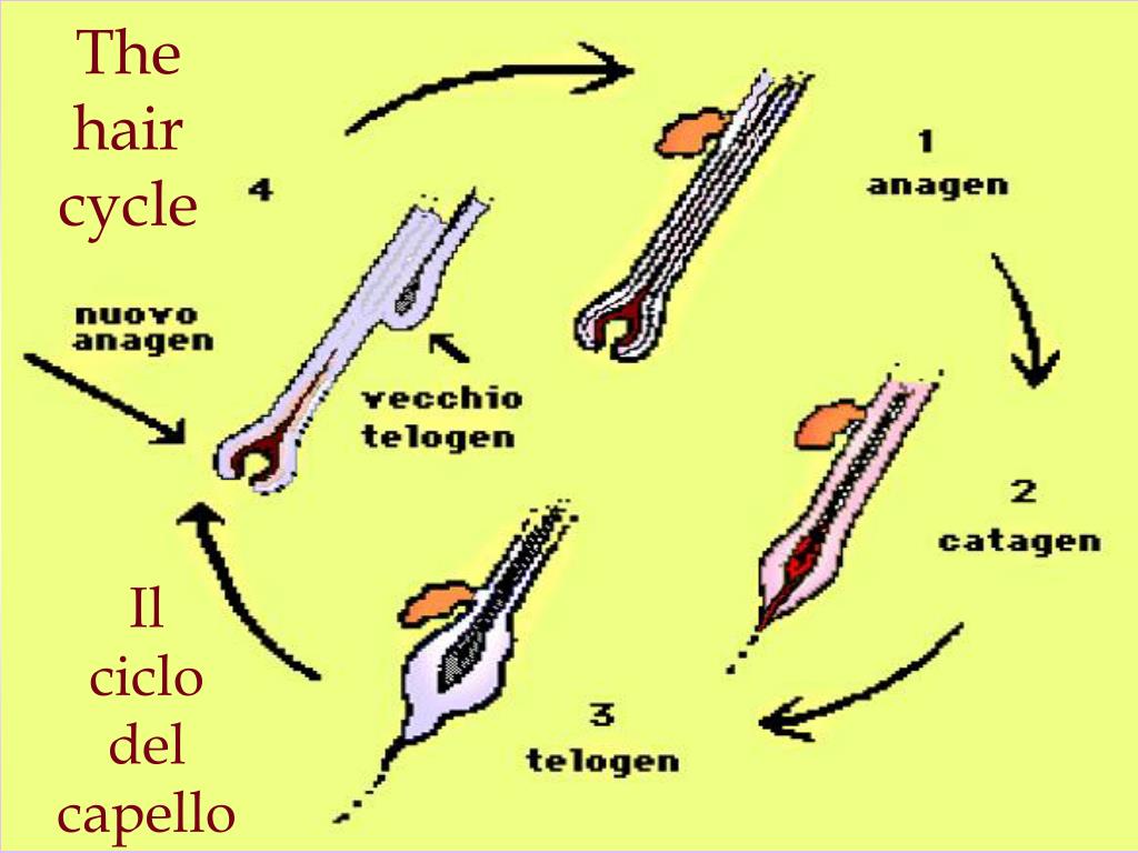 A Cosa Serve Il Ciclo Di Krebs