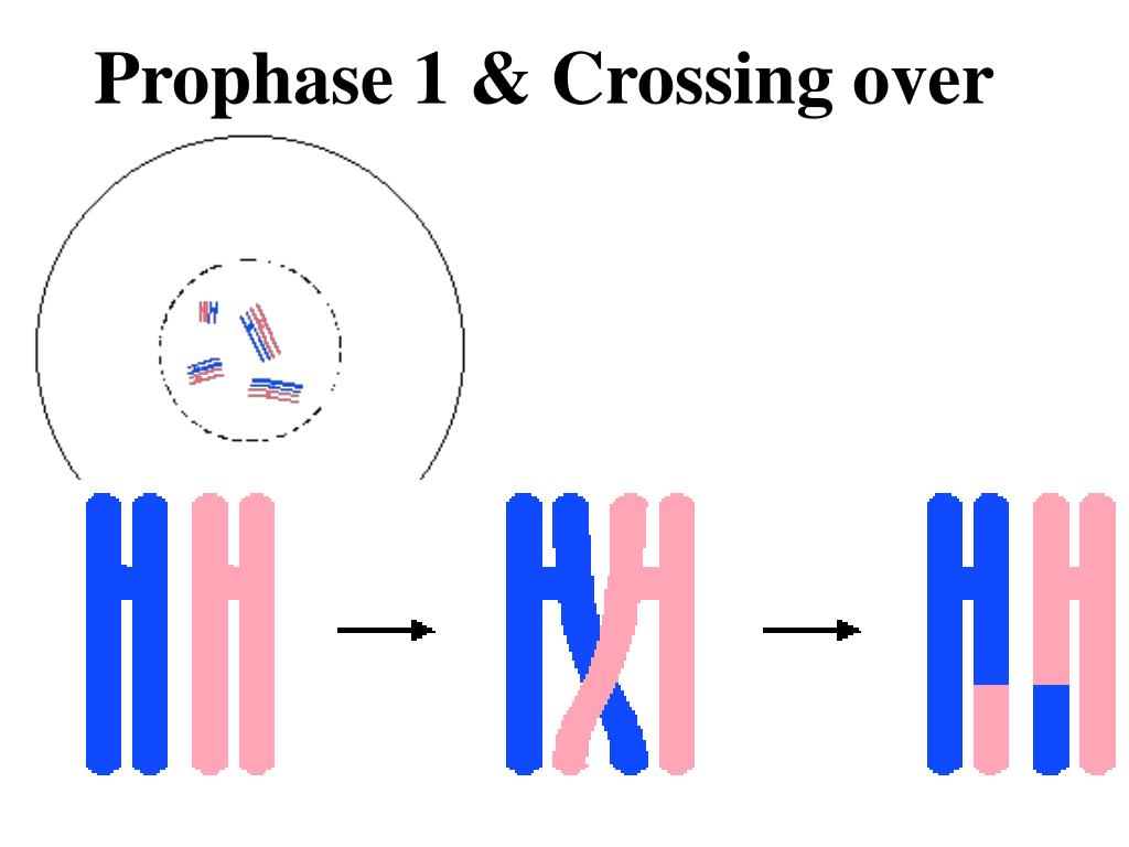 Ppt Notes On Chromosomes Mitosis Meiosis Powerpoint