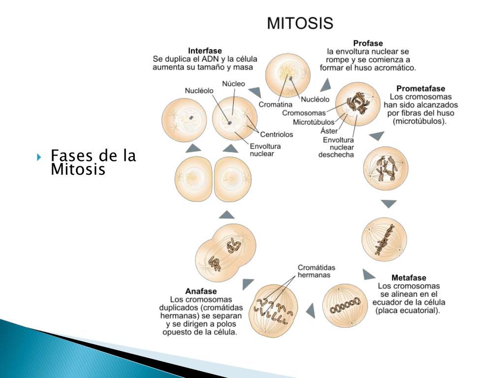 Fases Del Ciclo Celular De La Mitosis Consejos Celulares