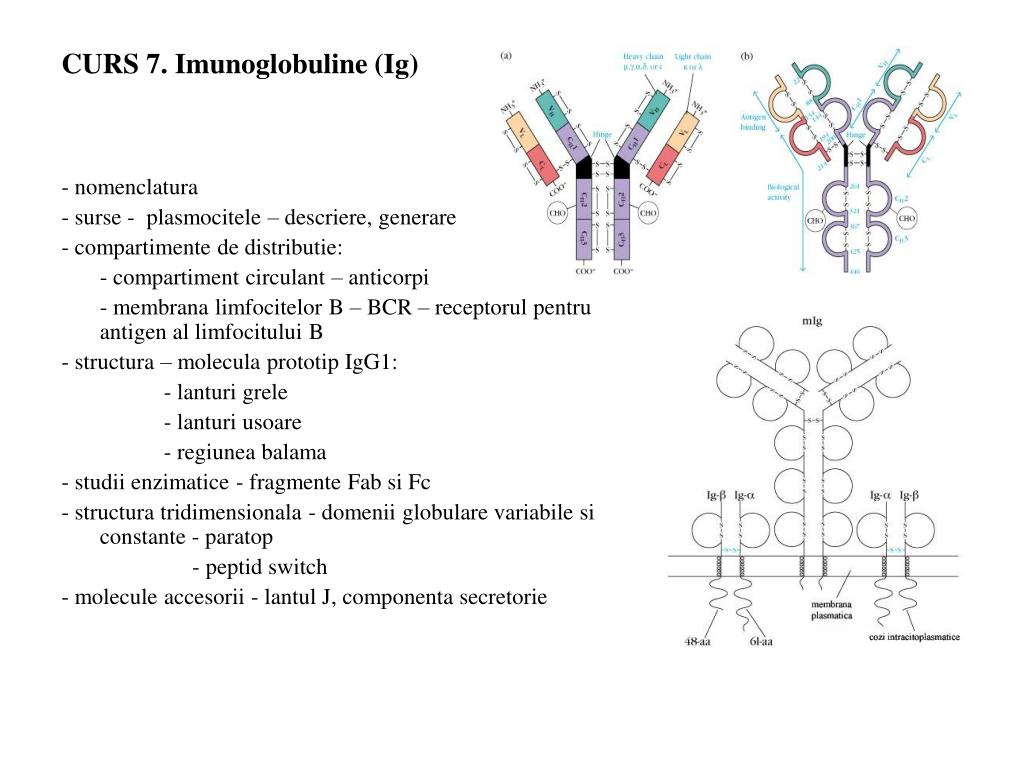 PPT - Imunologie - curs Rezidenti Medicina de Laborator, an I Modul -  IMUNOLOGIE PowerPoint Presentation - ID:3493633