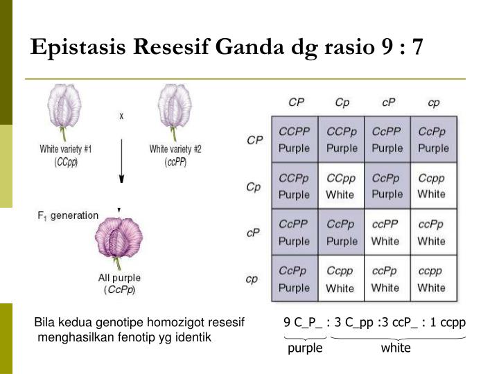 EPISTASIS RESESIF PDF